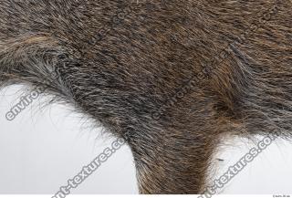 boar fur 0013